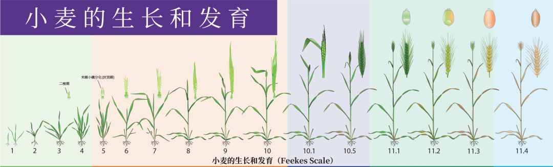 小麥的一生（從種子的萌發到完熟），建議收藏